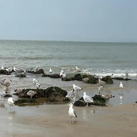 Elegant Zoute Seaside *