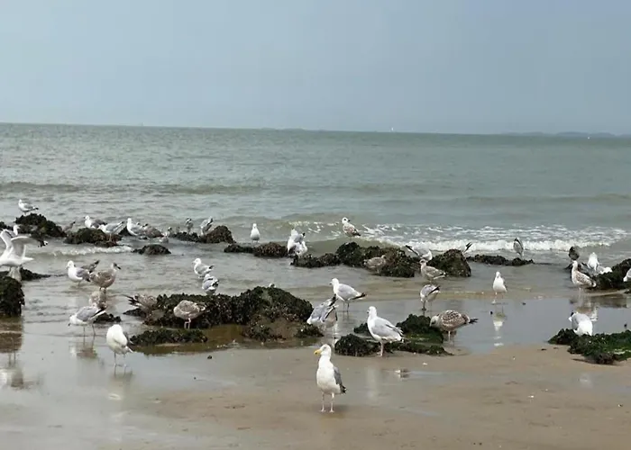 Elegant Zoute Seaside *